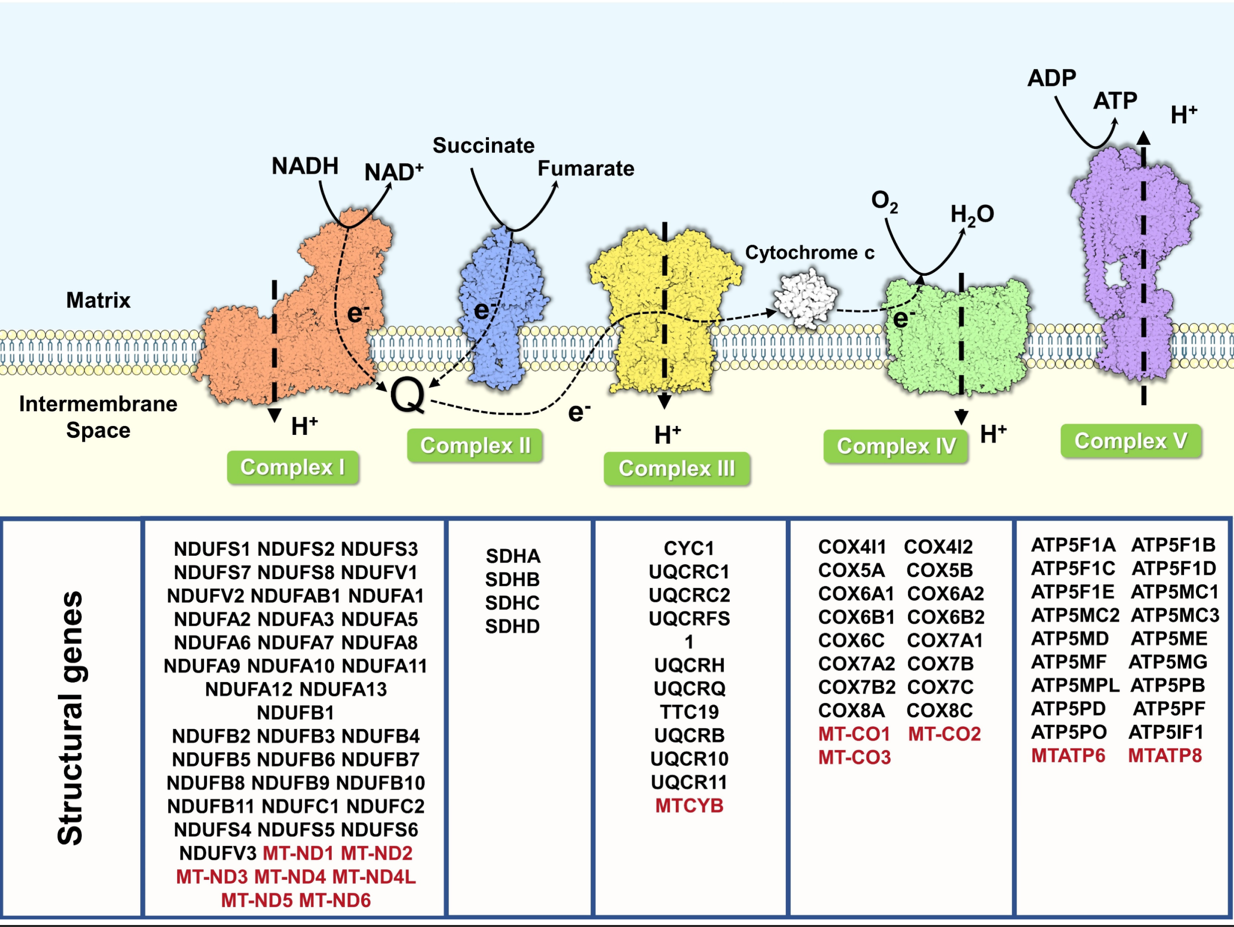 Mitochondrial targeting map 2