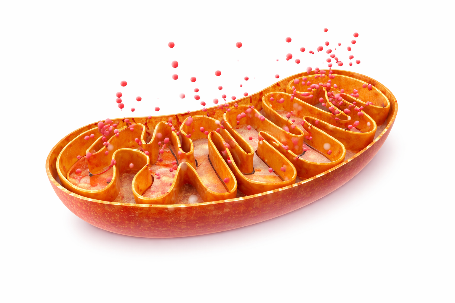 Mitochondria Visualization